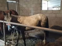 Horse (M), Horse breed — photo 1