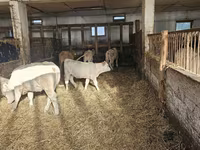 母牛, Charolais cattle — 照片 5