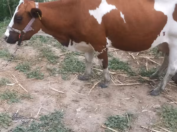 गाय, ऐरशायर