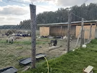 Хуц, Kuibyshev sheep — 8 зураг