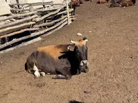 Vaca, Latvian Blue cattle — foto 4