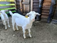 Cabro, Saanen goat — foto 1