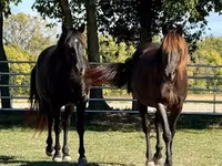 公马, Rocky Mountain Horse — 照片 7