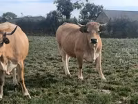 بقرة, Aubrac cattle — الصورة 1