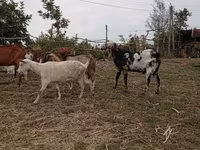 Cabro, Nubian Goat — foto 3