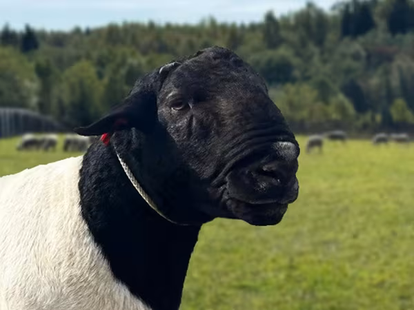 كبش, Dorper sheep