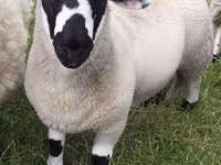 母羊, Sheep — 照片 1