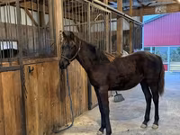 公马, Rocky Mountain Horse — 照片 4