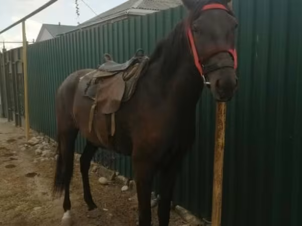 母马, Horses — 俄罗斯