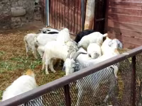 Cabra, Cabras — foto 4