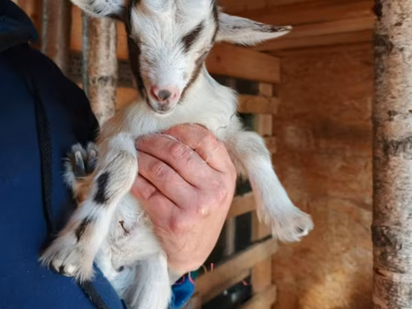 Goat, Australian Miniature goats — Russia