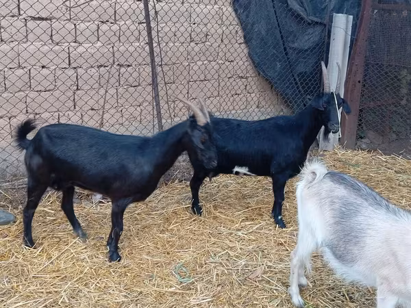 Billy Goat, Saanen goat