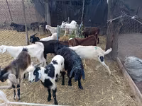 Billy Goat, Pomellata goat — photo 1