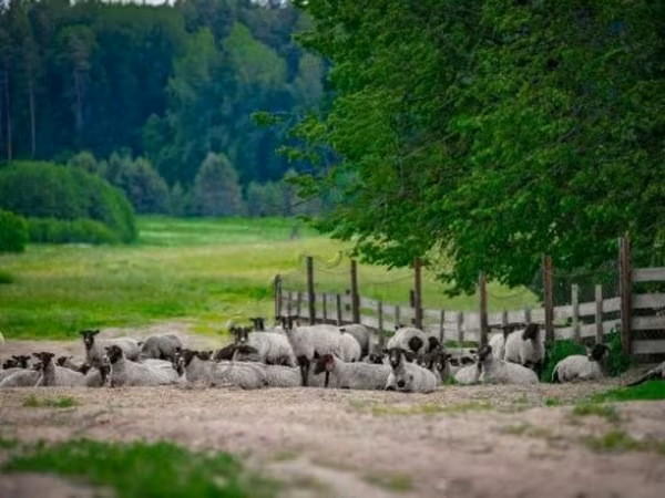 Хуц, Romanov sheep