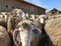 كبش, Kazakh fat-tailed coarsewool sheep — الصورة 4