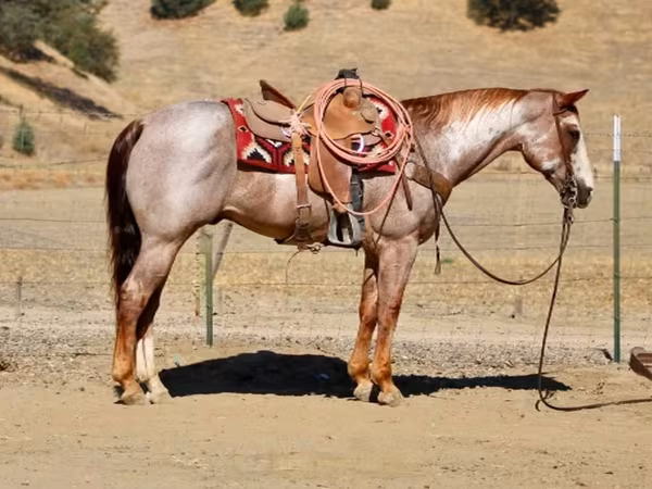 घोड़ा, National Show Horse