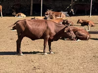 Vaca, Latvian Blue cattle — foto 2