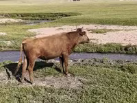 Toro, Ganado vacuno — foto 5