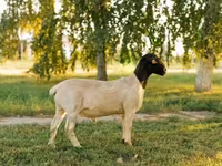 Carnero, Dorper sheep — foto 1