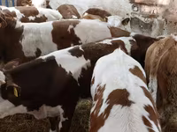 सांड, Simmental cattle — फ़ोटो 4