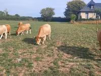 بقرة, Aubrac cattle — الصورة 7