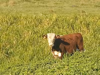 Toro, Hereford — foto 3