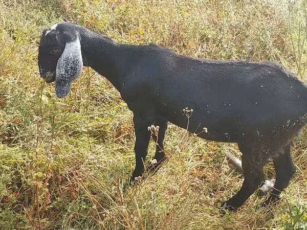 बकरी, Nubian Goat