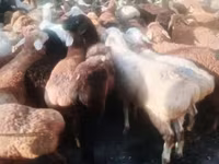 كبش, الأغنام — الصورة 2