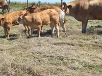 母牛, Cast cow — 照片 3