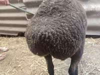 نعجة, Saryarka sheep — الصورة 3