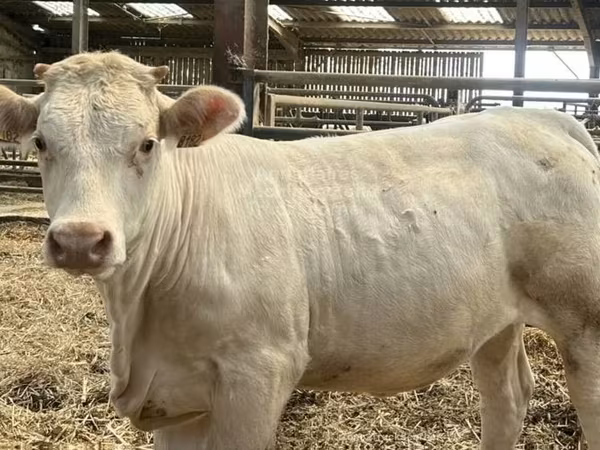 Үнээ, Charolais cattle