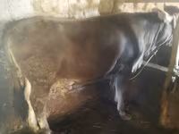 सांड, मवेशी — फ़ोटो 1