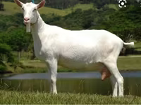 تيس, Saanen goat — الصورة 4