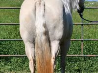 घोड़ी, Quarter Horse — फ़ोटो 8