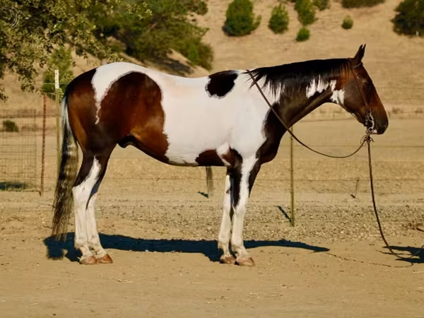 Hengst, National Show Horse