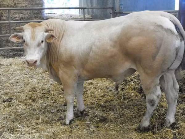Бух, Blonde d’Aquitane cattle