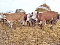 सांड, गोलस्टीन नस्ल — फ़ोटो 8