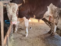 सांड, Simmental cattle — फ़ोटो 1