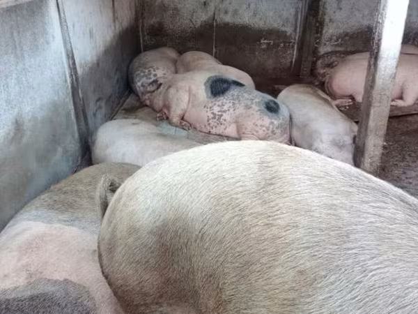 Boar, Pigs