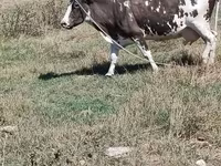 Үнээ, Үхэр мал — 3 зураг
