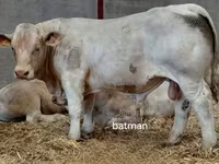 ثور, Charolais cattle — الصورة 3