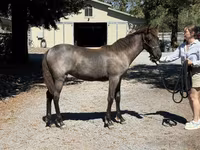 Stute, Rocky Mountain Horse — Foto 6