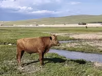 Toro, Ganado vacuno — foto 4