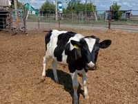 Бух, Russian Black pied cattle — 1 зураг