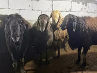 كبش, Arashan sheep — الصورة 1