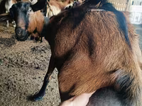 Cabro, Nubian Goat — foto 2