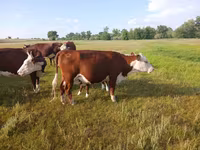 Vaca, Latvian Blue cattle — foto 3