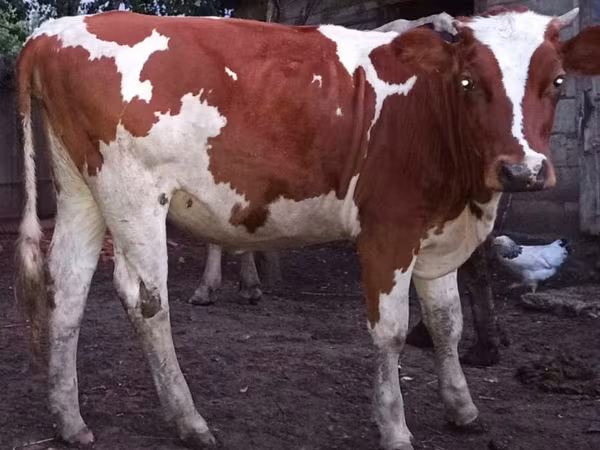 Cow, Cattle