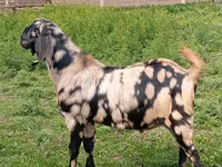 Cabro, Nubian Goat — foto 1