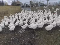 Geese — Foto 4
